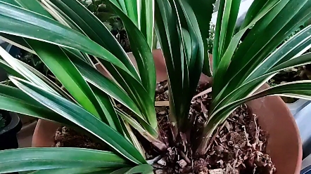 兰花大花蕙兰金边中国龙