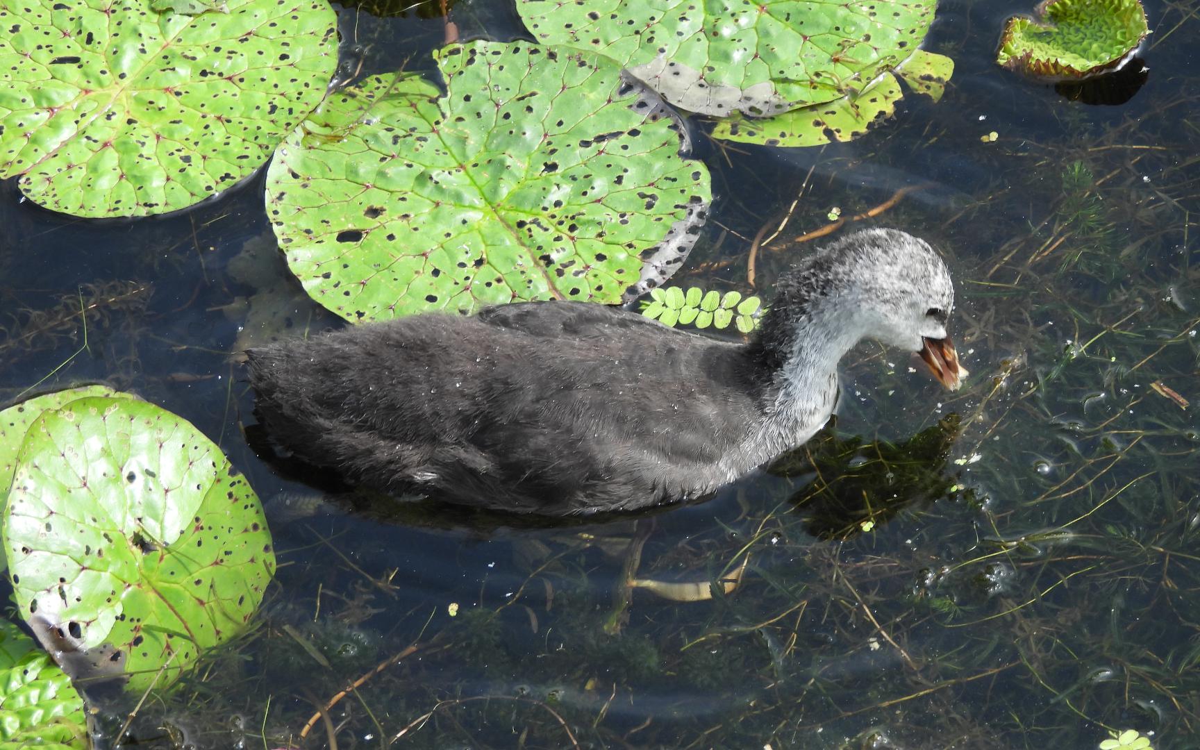 阴暗的骨顶鸡幼鸟—年龄不大 脾气不小