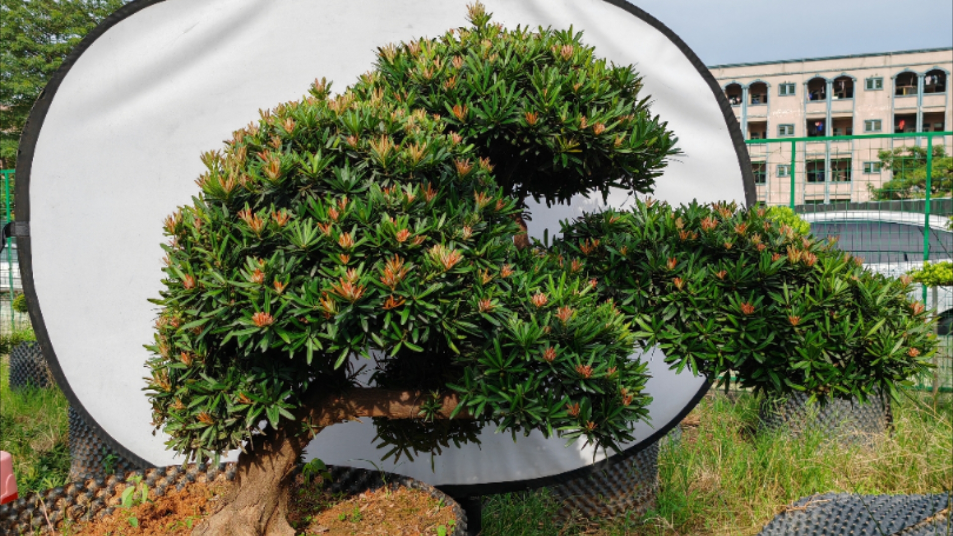 海岛真趣红芽罗汉松盆景,自然弯曲柔美的树身