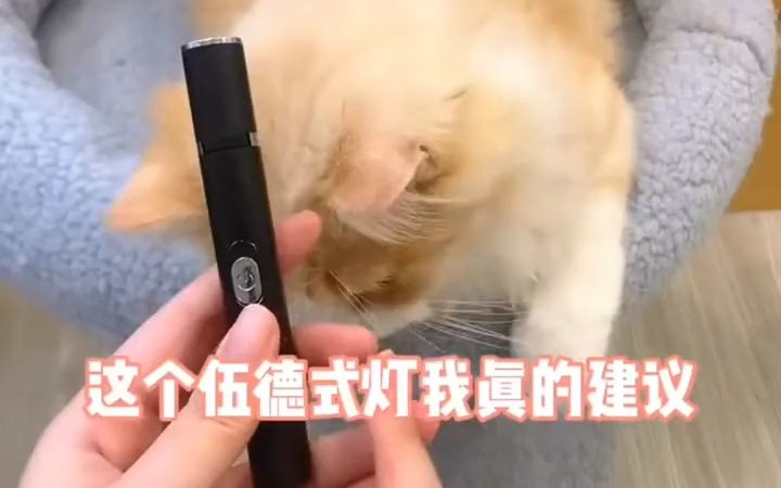 猫管家宠物逗猫笔 伍德氏灯紫光检测灯 验猫灯图案激光两用玩具哔哩哔哩bilibili