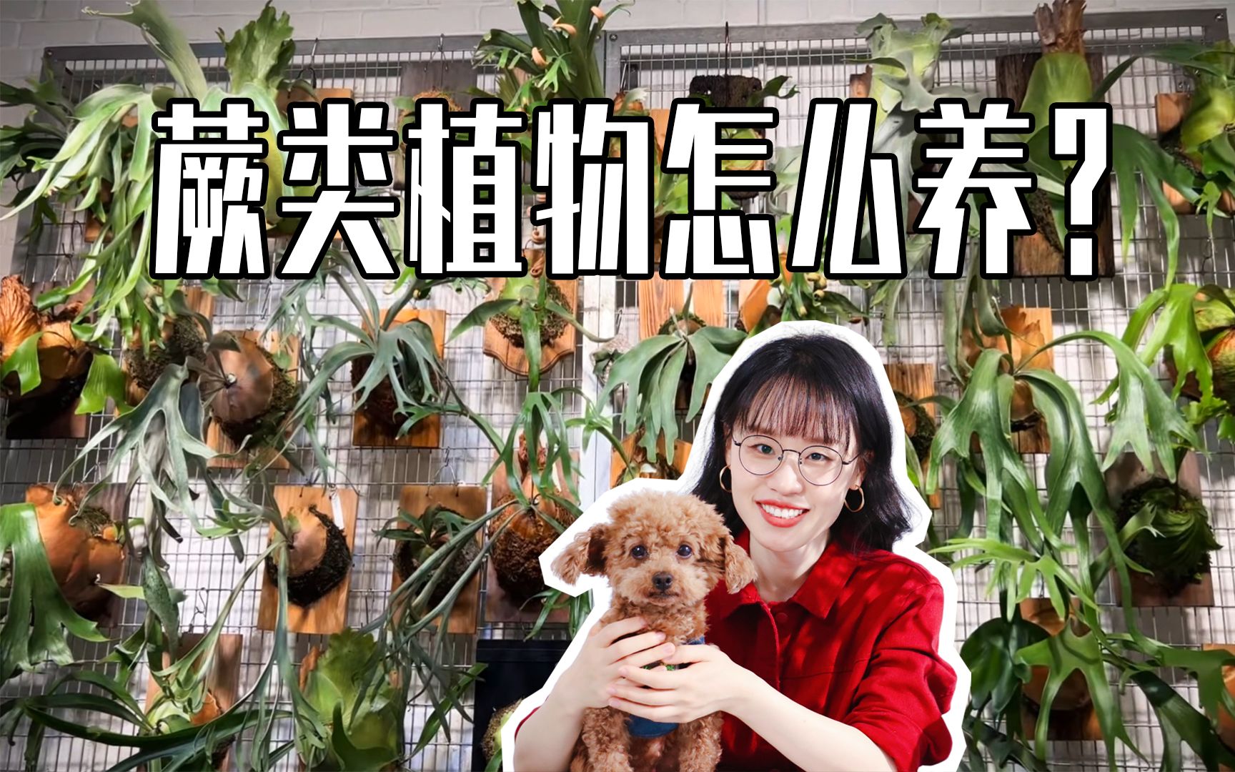 【居家绿植】宠物友好的蕨类植物怎么养?哔哩哔哩bilibili