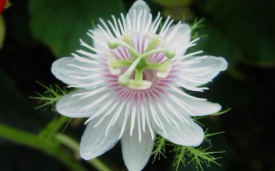 冷门植物测评番莲工程师