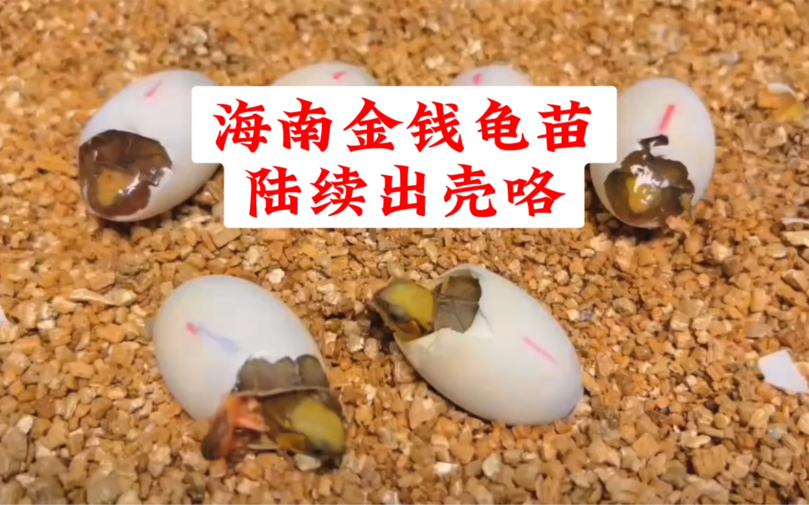 海南金钱龟苗陆续出壳咯,还有喜欢海南金钱龟的吗?