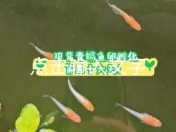 Download Video: 观背青鳉鱼卵孵化第五十六天！