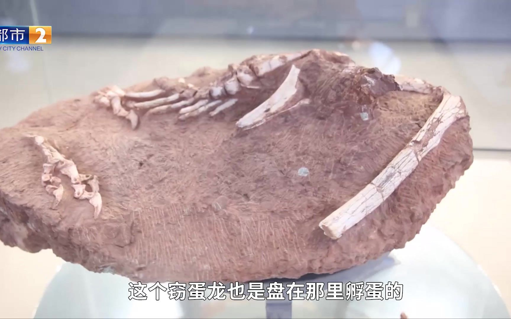 世界罕见!赣州发现7000万年前 正孵蛋的窃蛋龙化石!