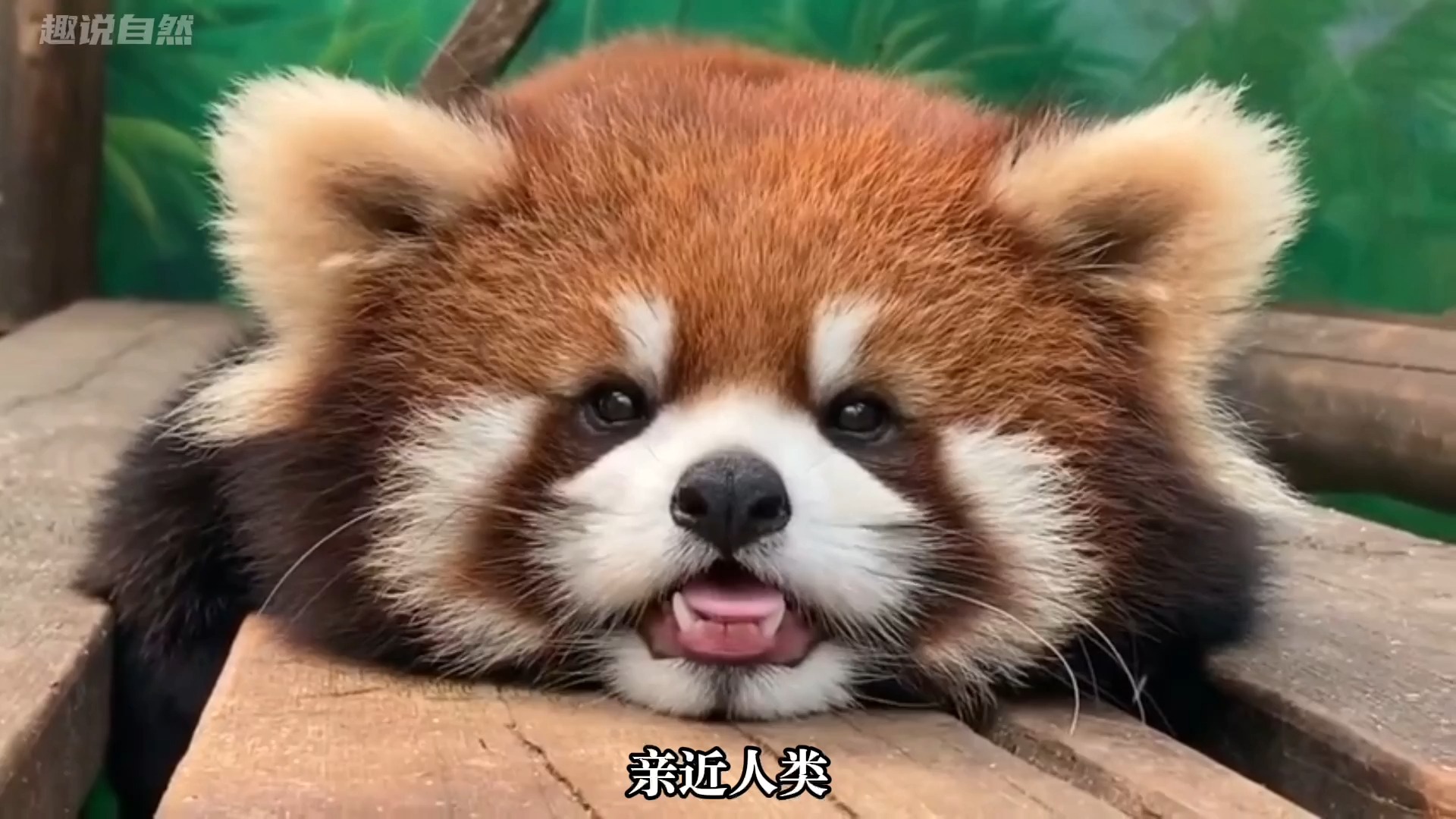 还能有谁比我更可爱?小熊猫:没有肯定没有!