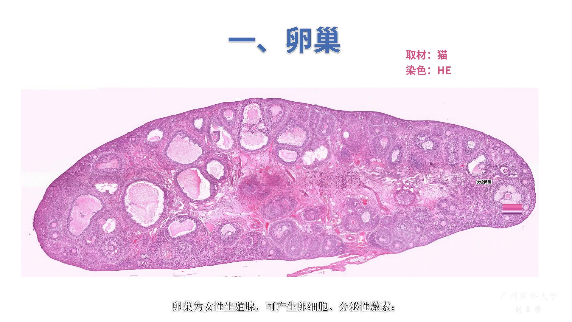 《组织学与胚胎学》实验课讲解视频—女性生殖系统—卵巢哔哩哔哩bilibili