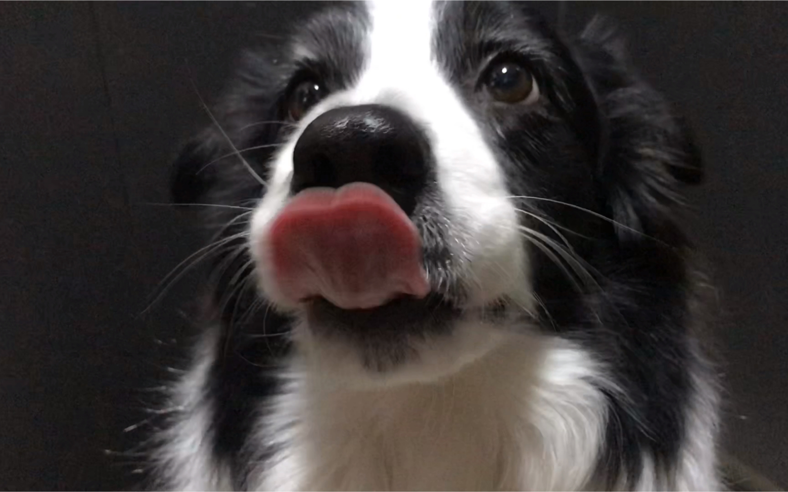 【边牧小七】今日份治愈 | 小狗吧唧嘴来了 | 声音引起舒适