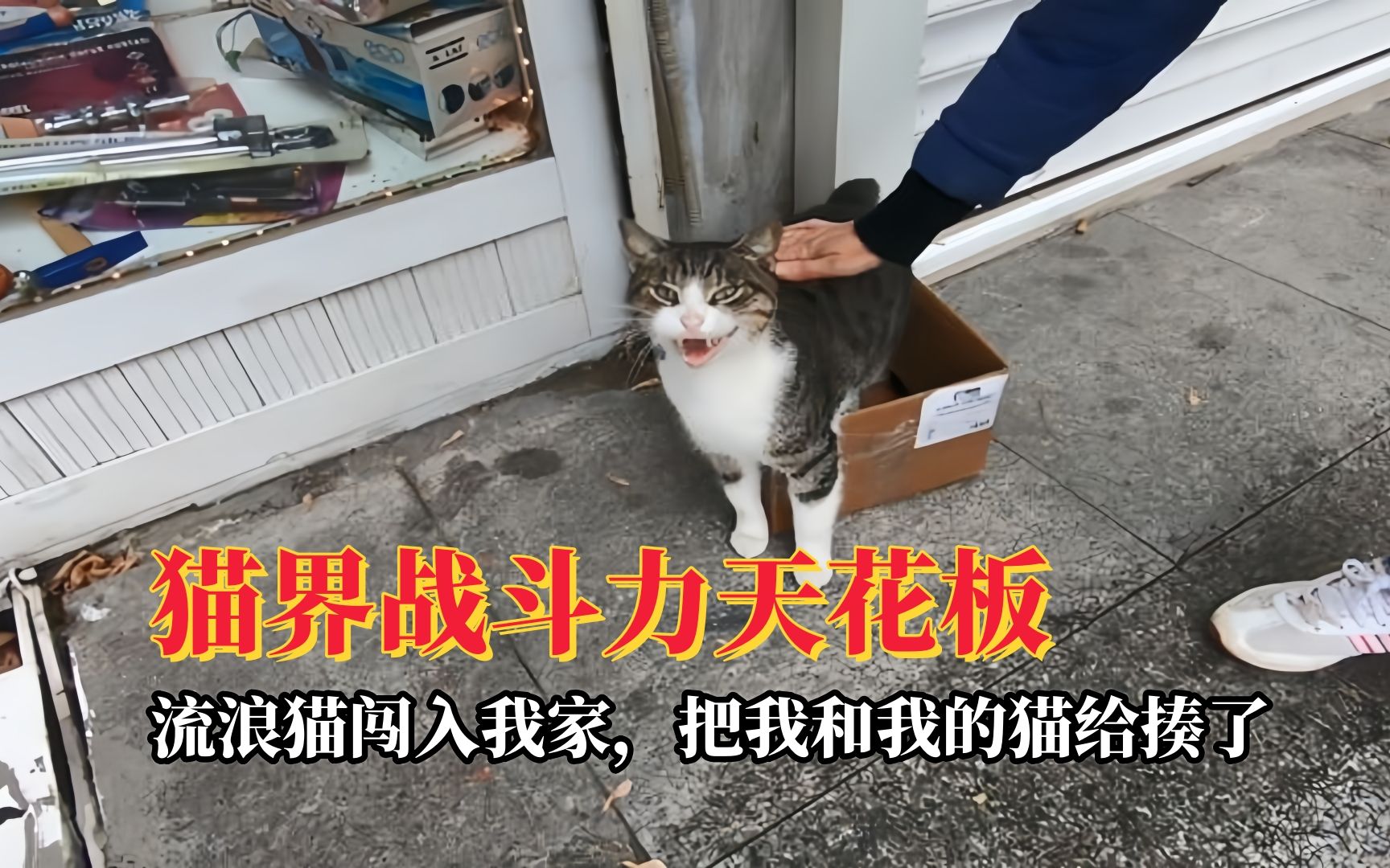 [图]流浪猫闯入我家，把我和我的猫给揍了，猫界战斗力天花板狸花猫