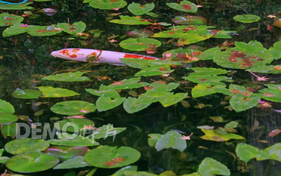 k3362 2K画质唯美鱼塘荷塘鲤鱼水下游动荷花莲花盛开大自然美景空镜头实拍视频素材哔哩哔哩bilibili