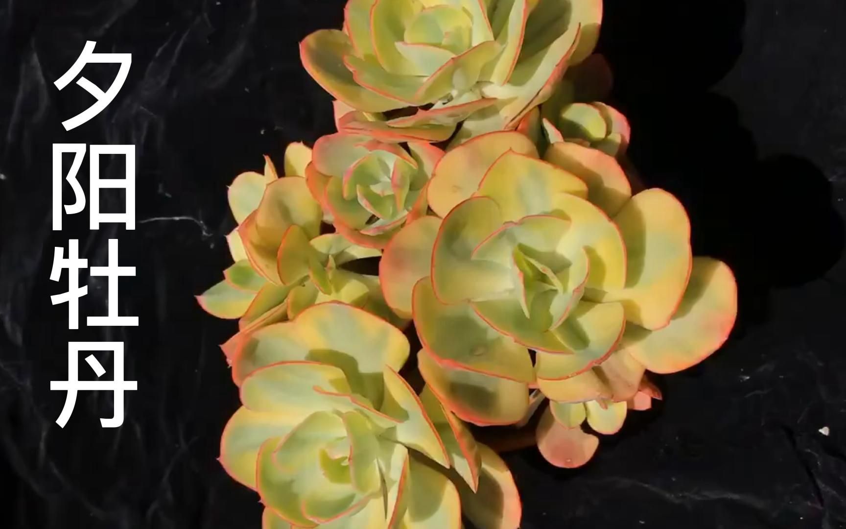 夕阳牡丹锦多肉植物_哔哩哔哩_bilibili