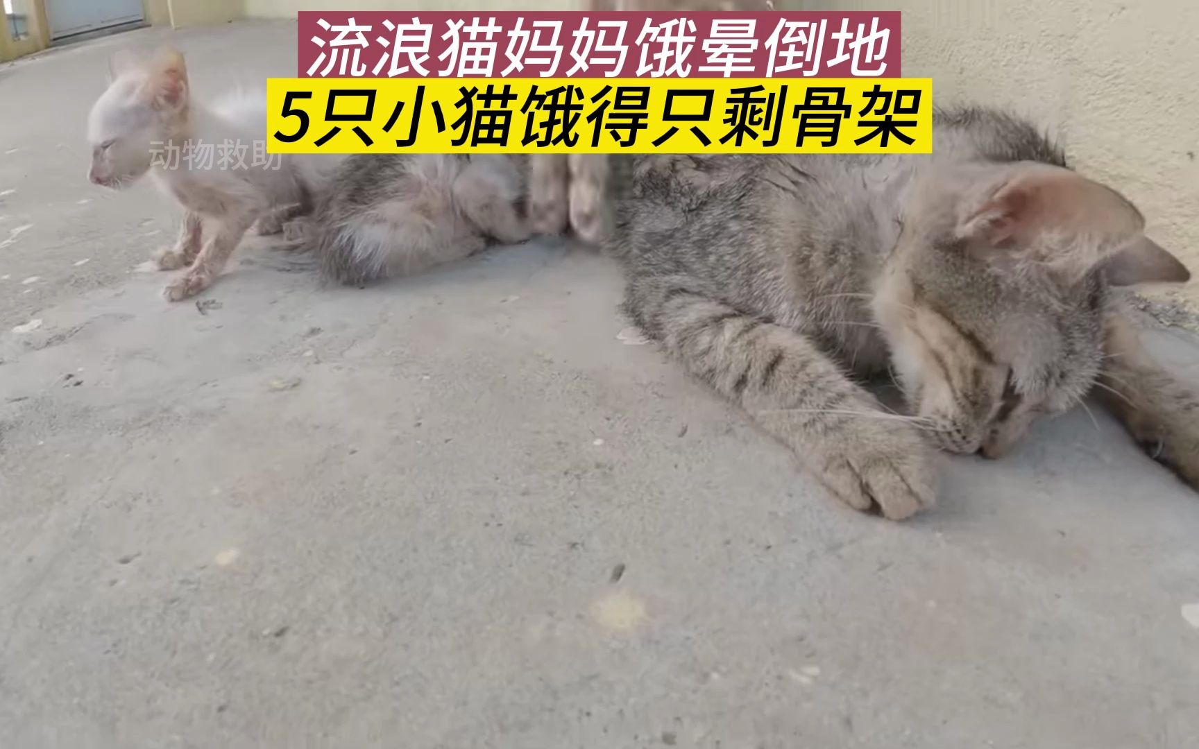 [图]流浪猫妈妈饿晕倒地，5只小猫饿到只剩骨架，守在妈妈身边痛苦叫唤