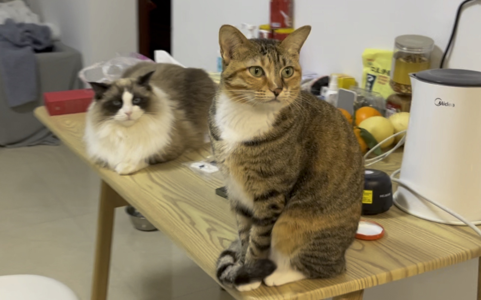 布偶猫vs狸花猫:弹脑瓜儿哪家强?