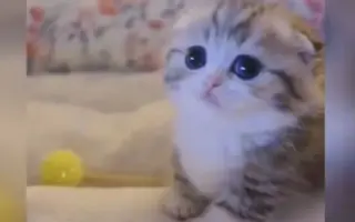 猫先生 搜索结果 哔哩哔哩 Bilibili