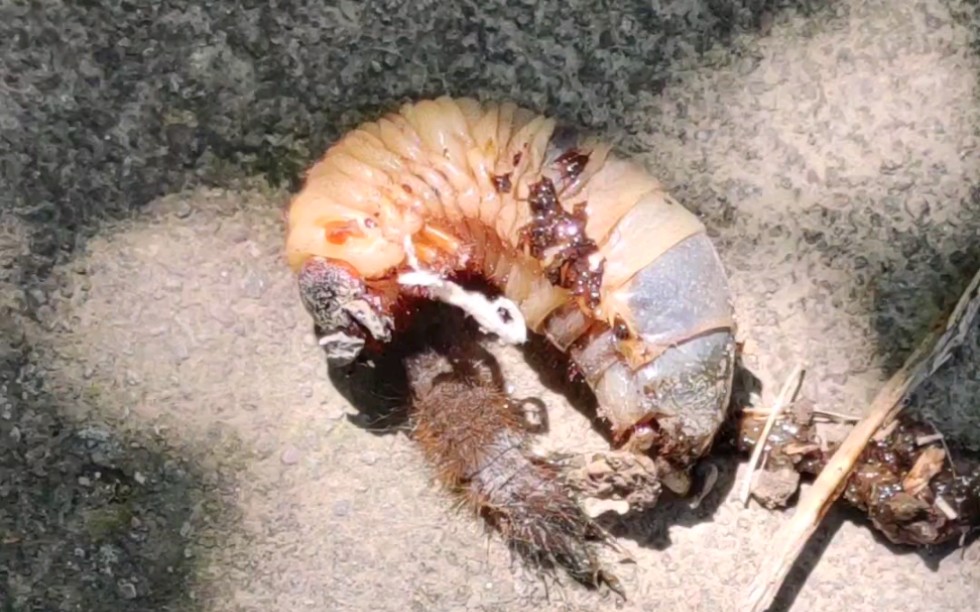 慎入爆浆大肉虫proplusultra至尊版