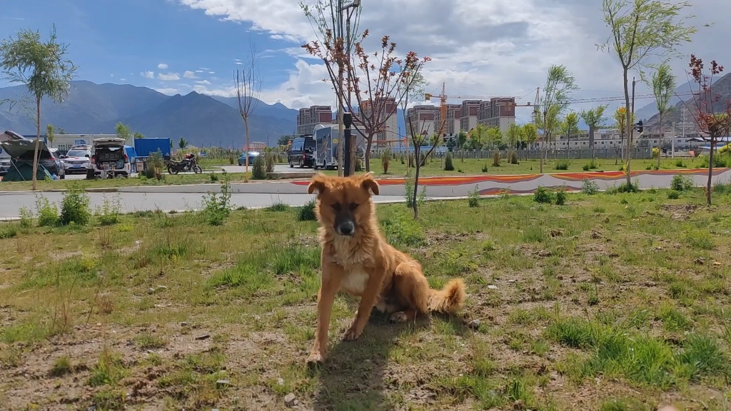 [图]拉萨自驾营地的流浪狗，旅行中遇到流浪动物，您愿意分享点食物吗