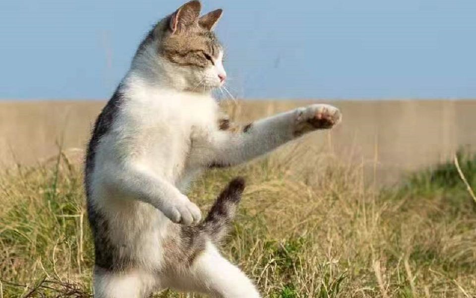 形意拳-八字功-裹字功