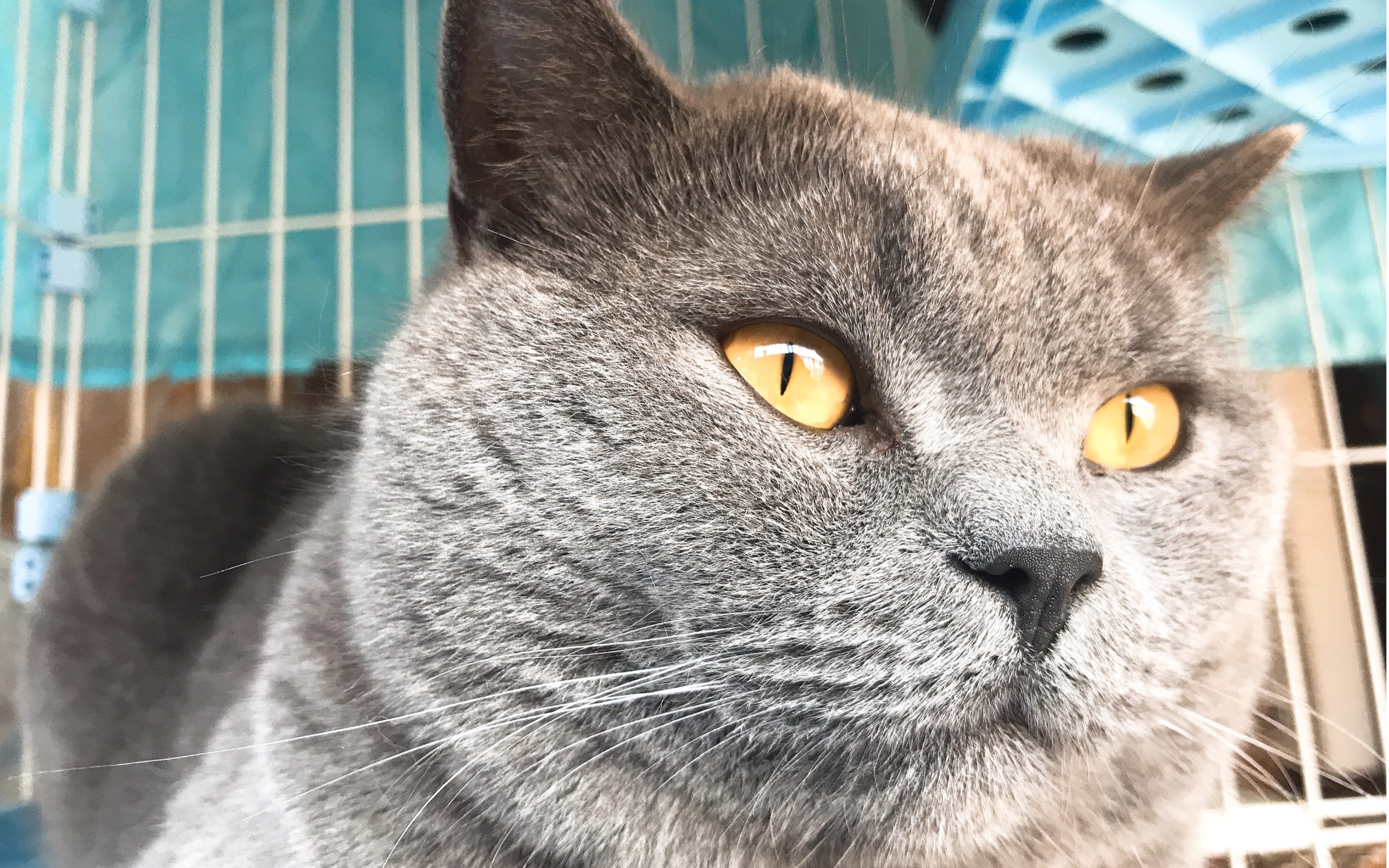 英短蓝猫之梳毛灰