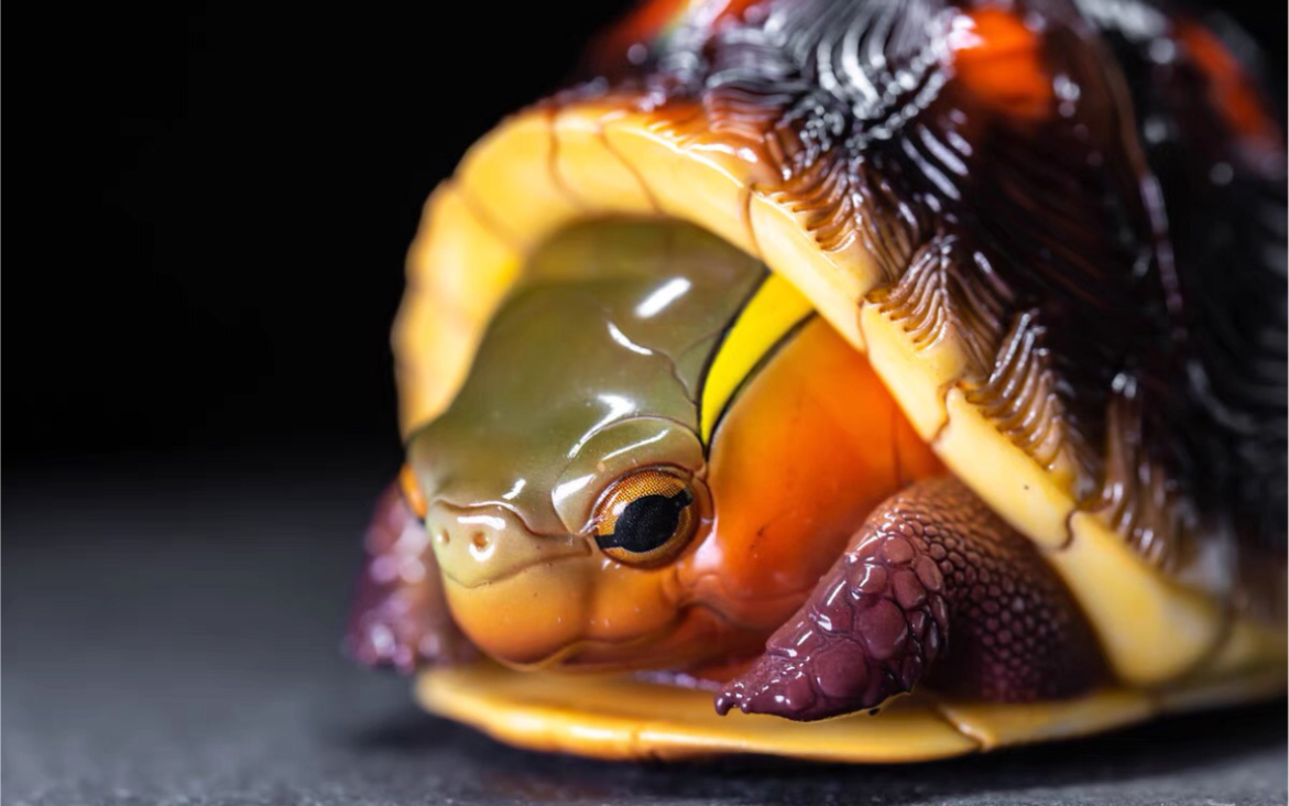 动物星球·心宽体胖系列·黄缘开箱