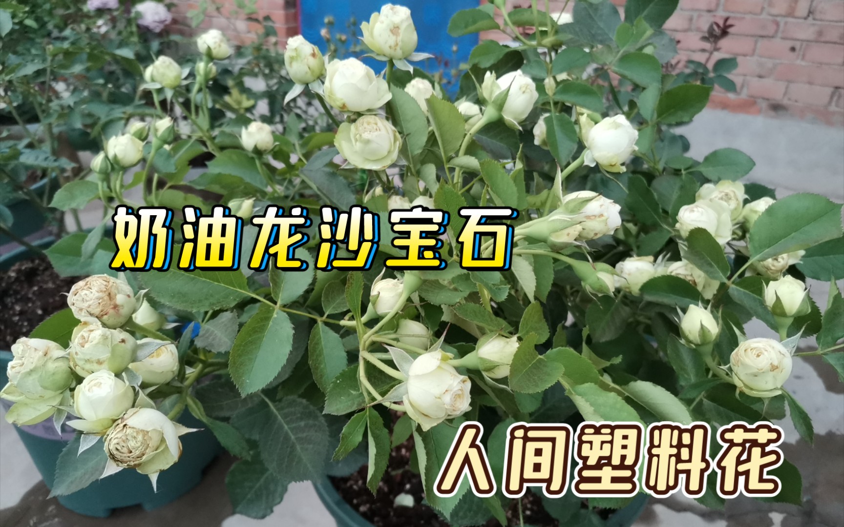 月季品种推荐:人间塑料花奶油龙沙宝石哔哩哔哩bilibili