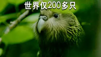 世界上极度濒危的鹦鹉