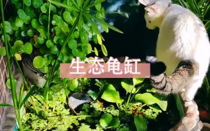 Download Video: 生态龟缸丨运行一年半了，看看整体现状吧