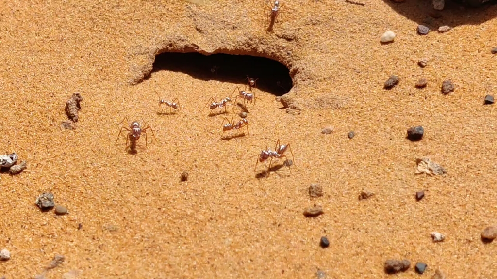 野外的银丝箭蚁巢口,在耀眼的太阳下飞快奔跑的蚂蚁