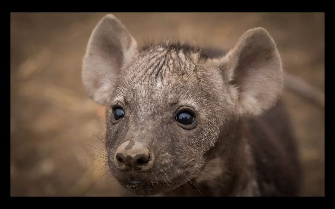 【动物观察】可爱的捏!斑鬣狗幼崽被摄影师疯狂偷拍