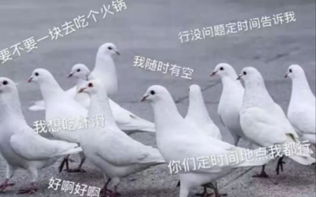 [图]百年鴿王爭霸戰 我是菜鳥王