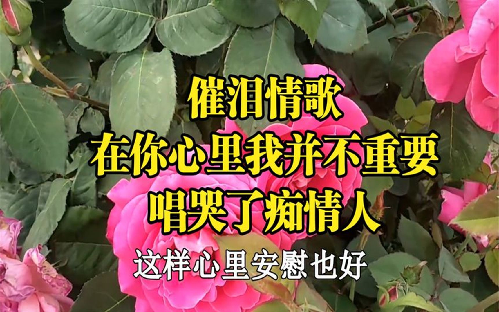 [图]这首歌，听了一夜哭了一夜，在你心里我并不重要，唱碎人心！