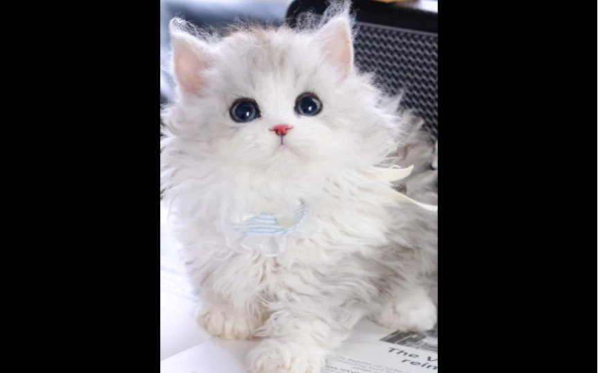 (赛尔凯克卷毛猫)羊羔猫07银白lambkin