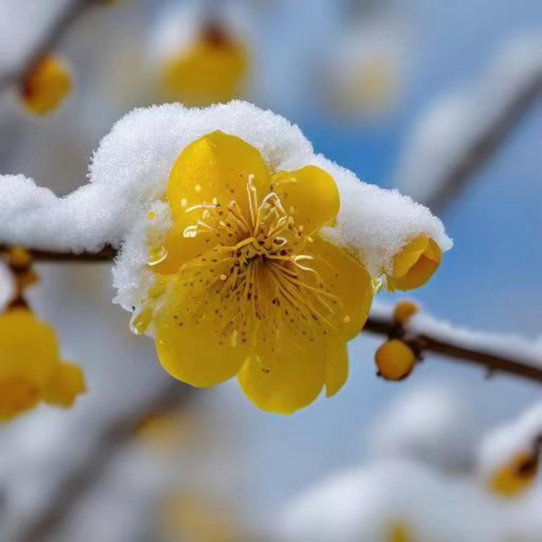 忽见黄梅枝头绽,芬芳馥郁雪中藏.#冬日黄梅#雪景#传统文化#自愈系风景