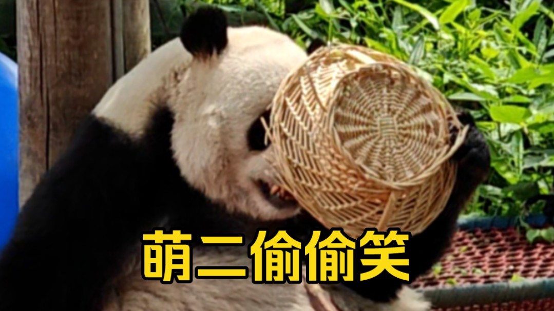 面面给萌二加餐开心笑;萌二用筐遮脸偷偷笑