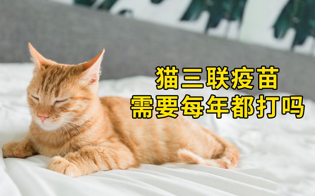 欺骗铲屎官多年的谎言:猫三联疫苗必须一年一打!【宠物疫苗】哔哩哔哩bilibili