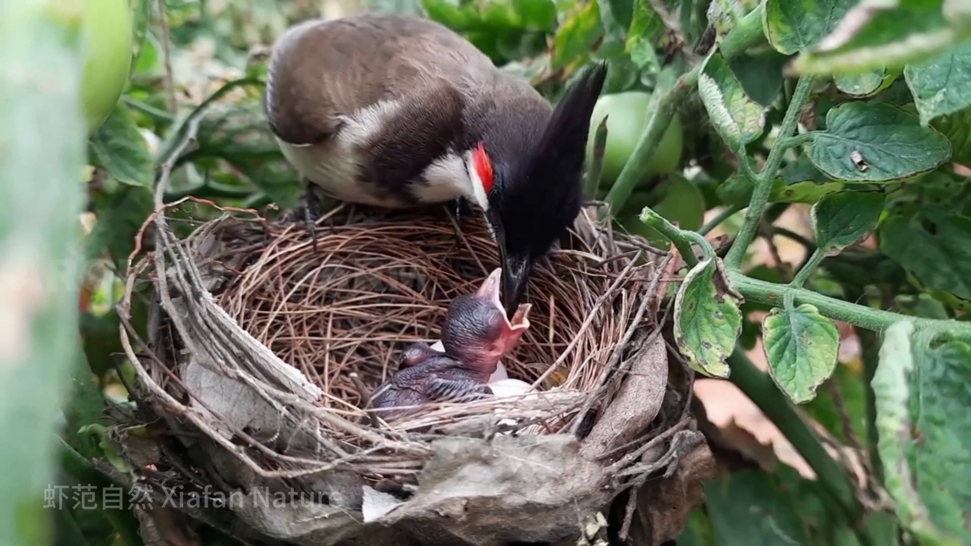 白颊鹎妈妈叼虫喂幼崽,喂食瞬间诠释生命之美