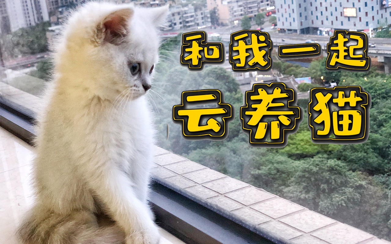 云养 B站