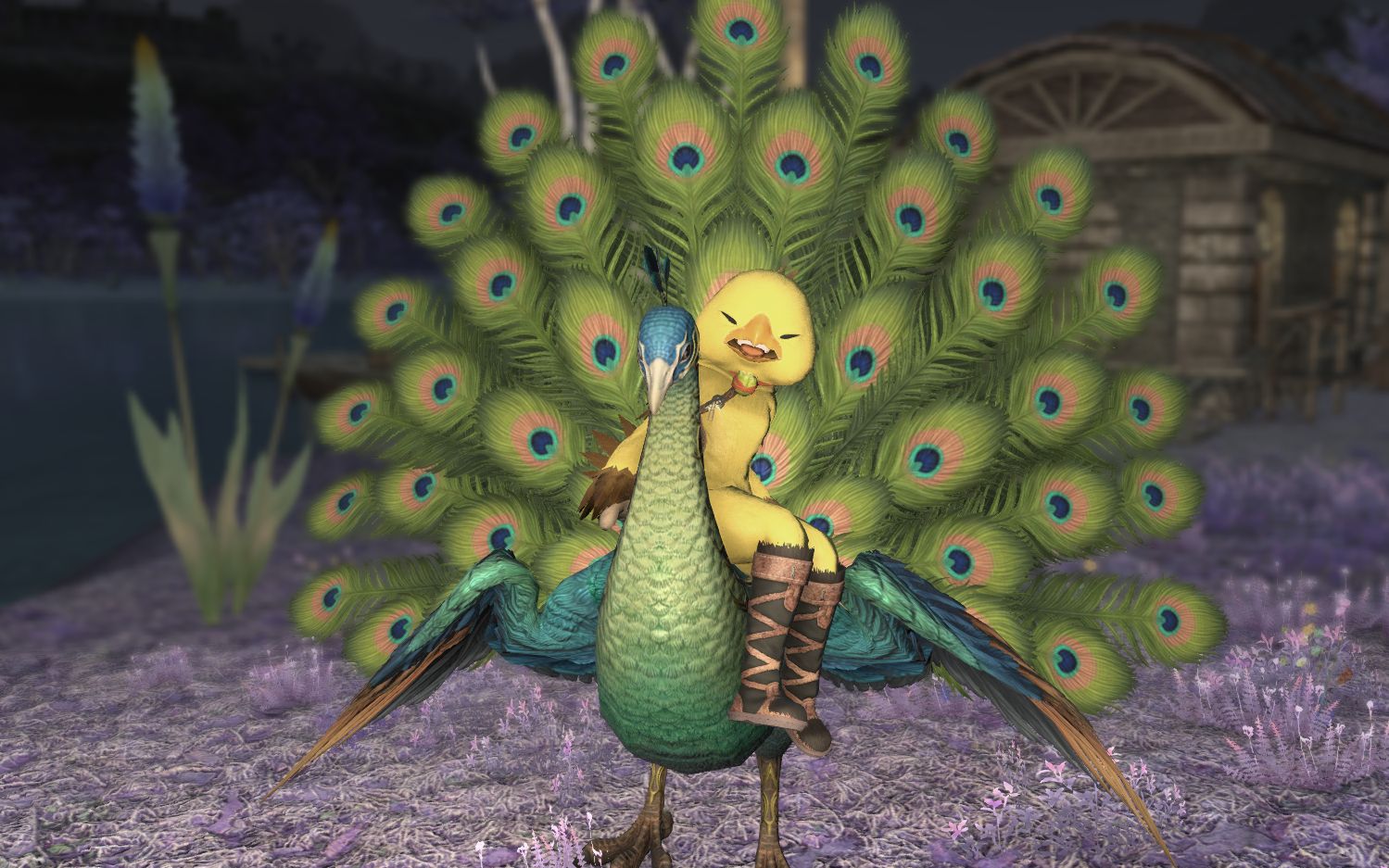 【ff14】 正确食用王孔雀坐骑的姿势(误)_哔哩哔哩 (゜-゜)つロ 干杯