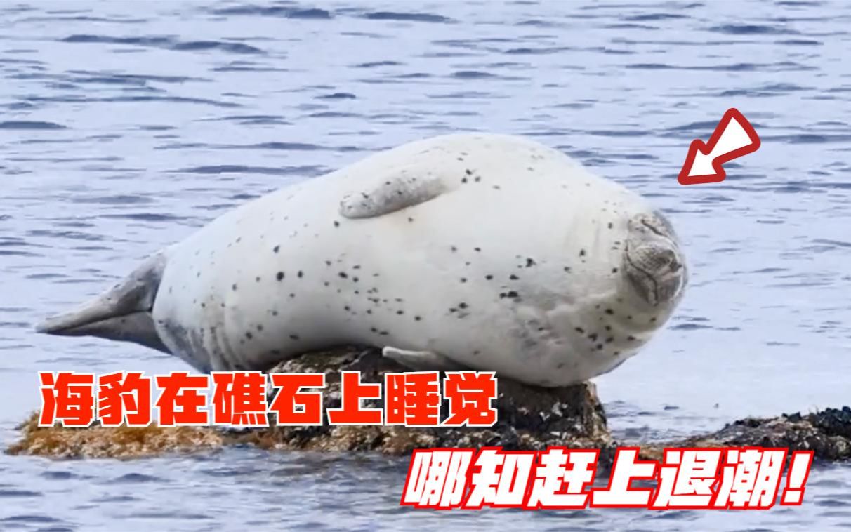 小海豹躺在礁石上睡觉,退潮之后竟成了这副模样,真是太逗了!