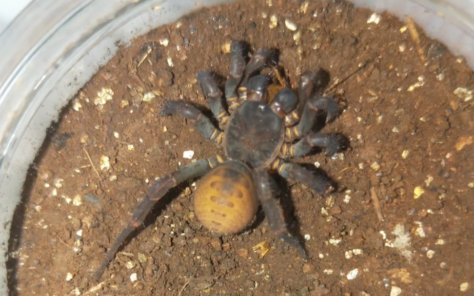 海南尹氏琼蛛到家4个月后首次捕食太感动了