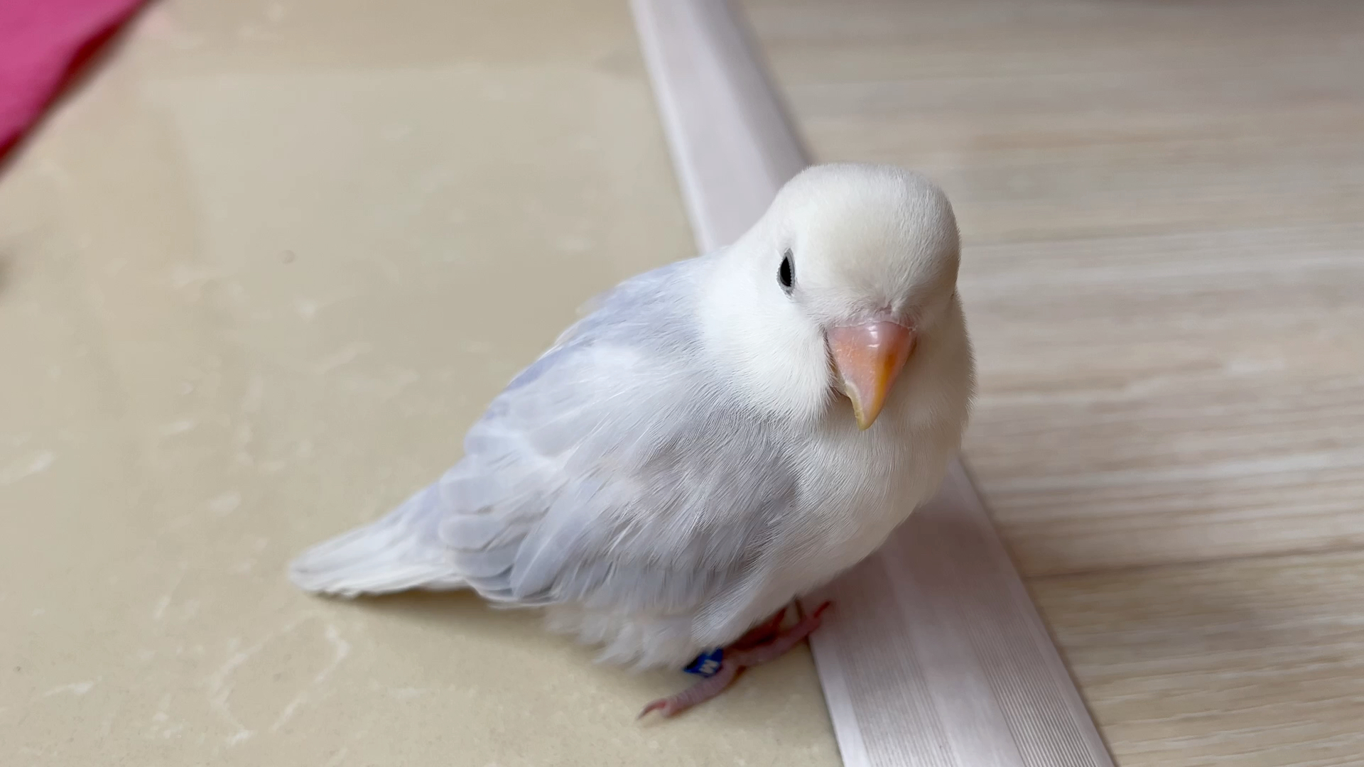 紫伊莎牡丹鹦鹉-家有怂总chuchu 变成萌萌的团子(睡觉篇)