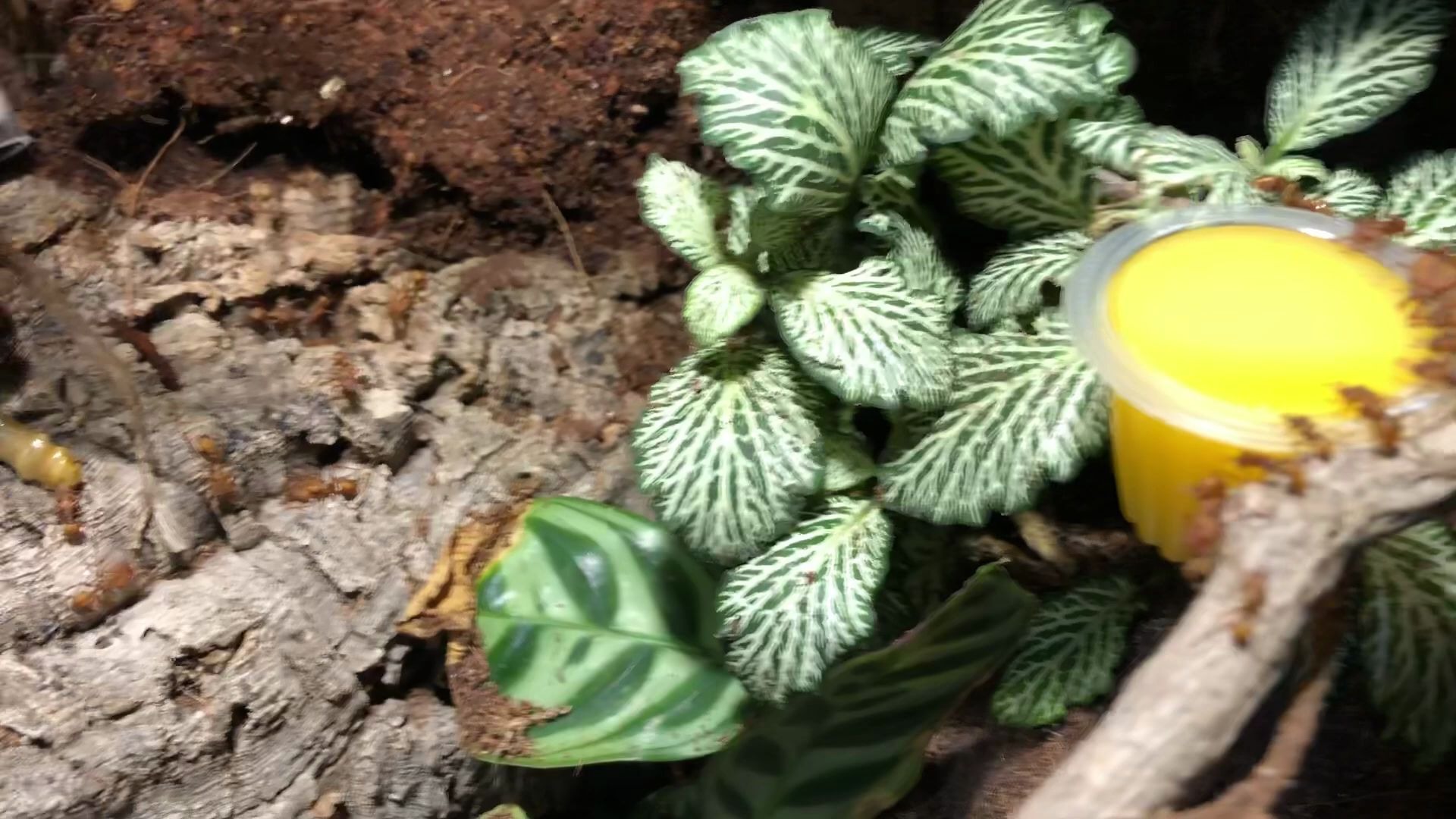 武装毒针蚁吃果冻dacetonarmigerum