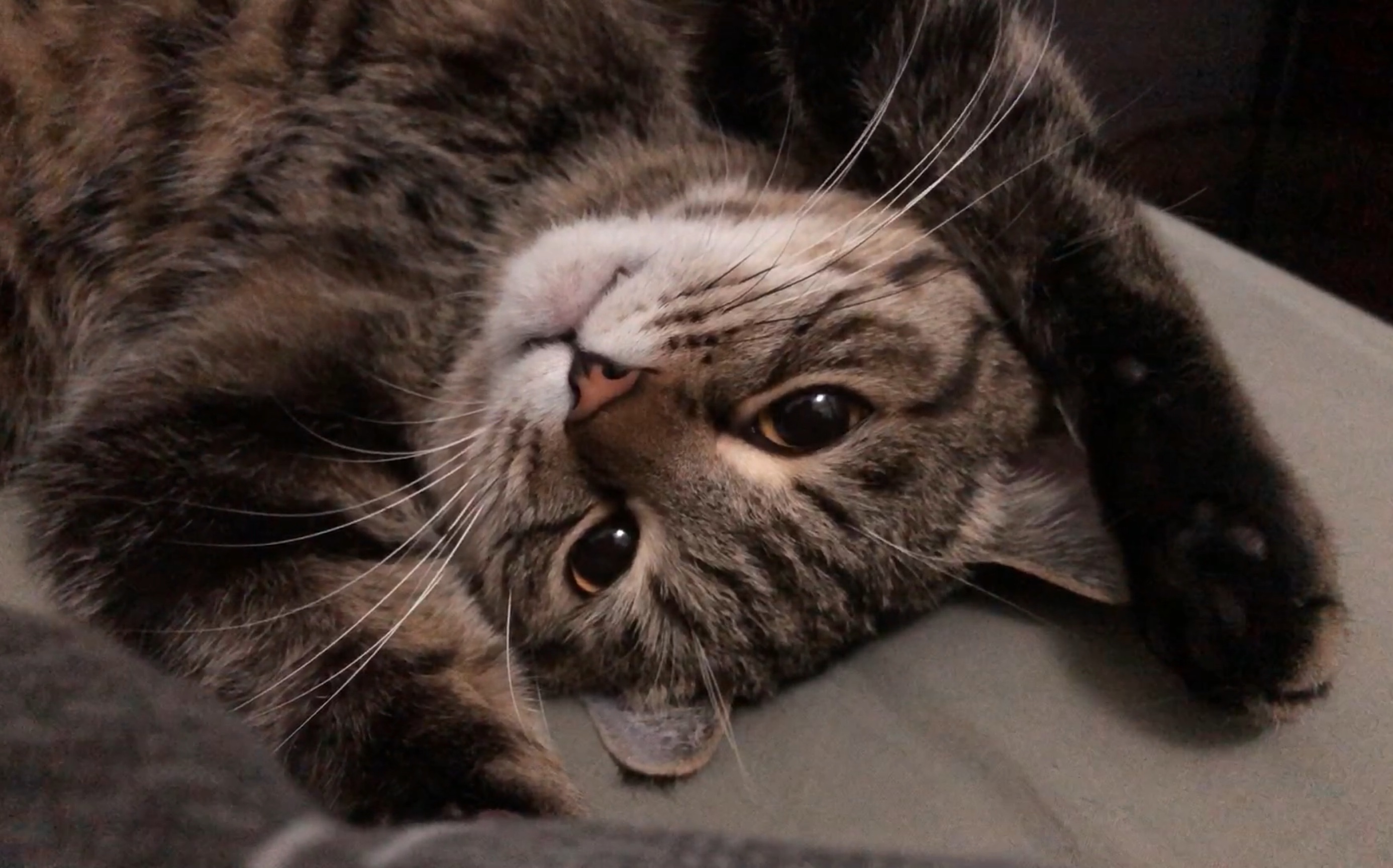 【狸花猫】 来自爪爪的美颜暴击(99ω99)ノ