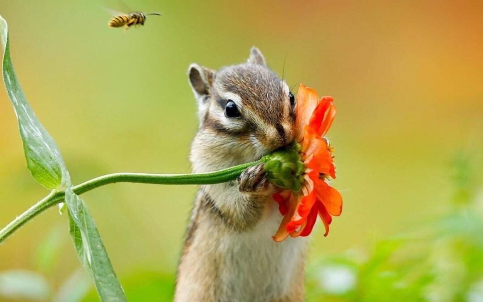 吉大南岭小金花松鼠