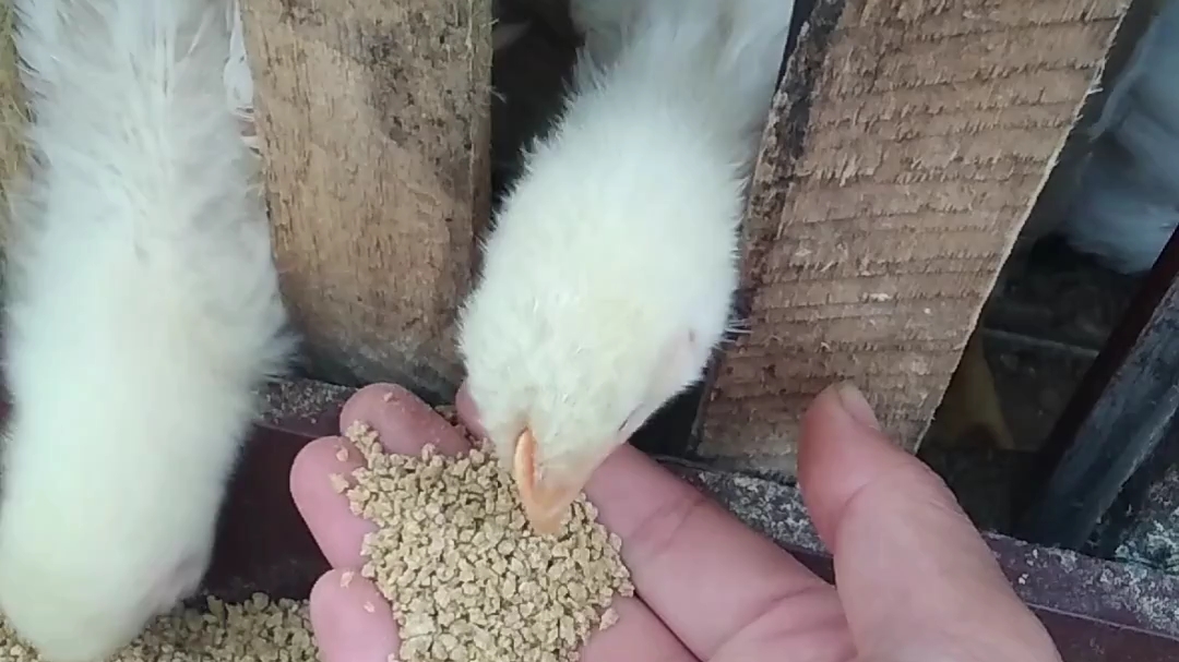 活动  喂食凤凰幼崽