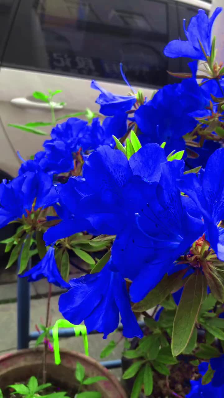 蓝色妖姬杜鹃花中战斗机蓝色妖姬蓝色治愈系你能叫出它的名字吗好