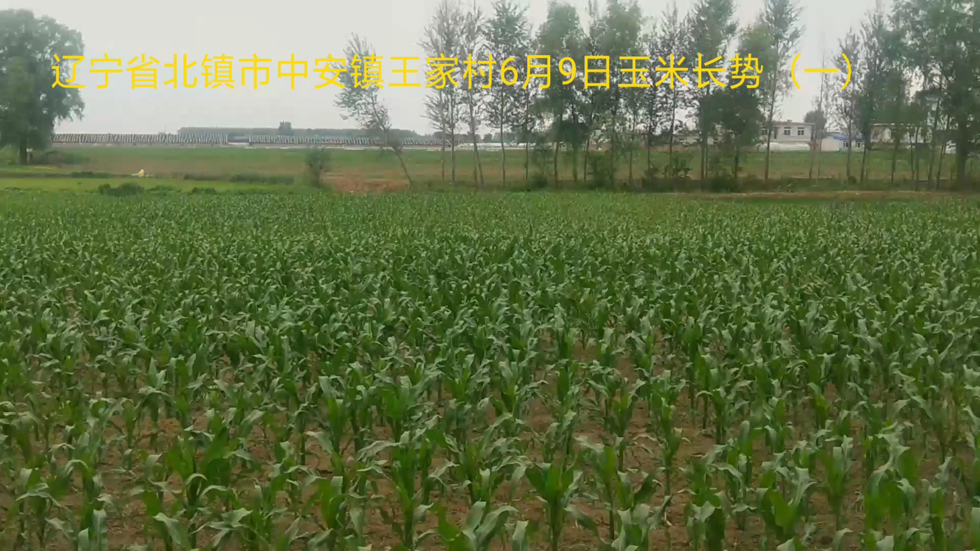 辽宁省北镇市中安镇王家村6月9日玉米长势(一)