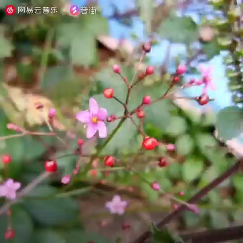 [图]为爱痴狂 刘若英 翻唱:雪小芹