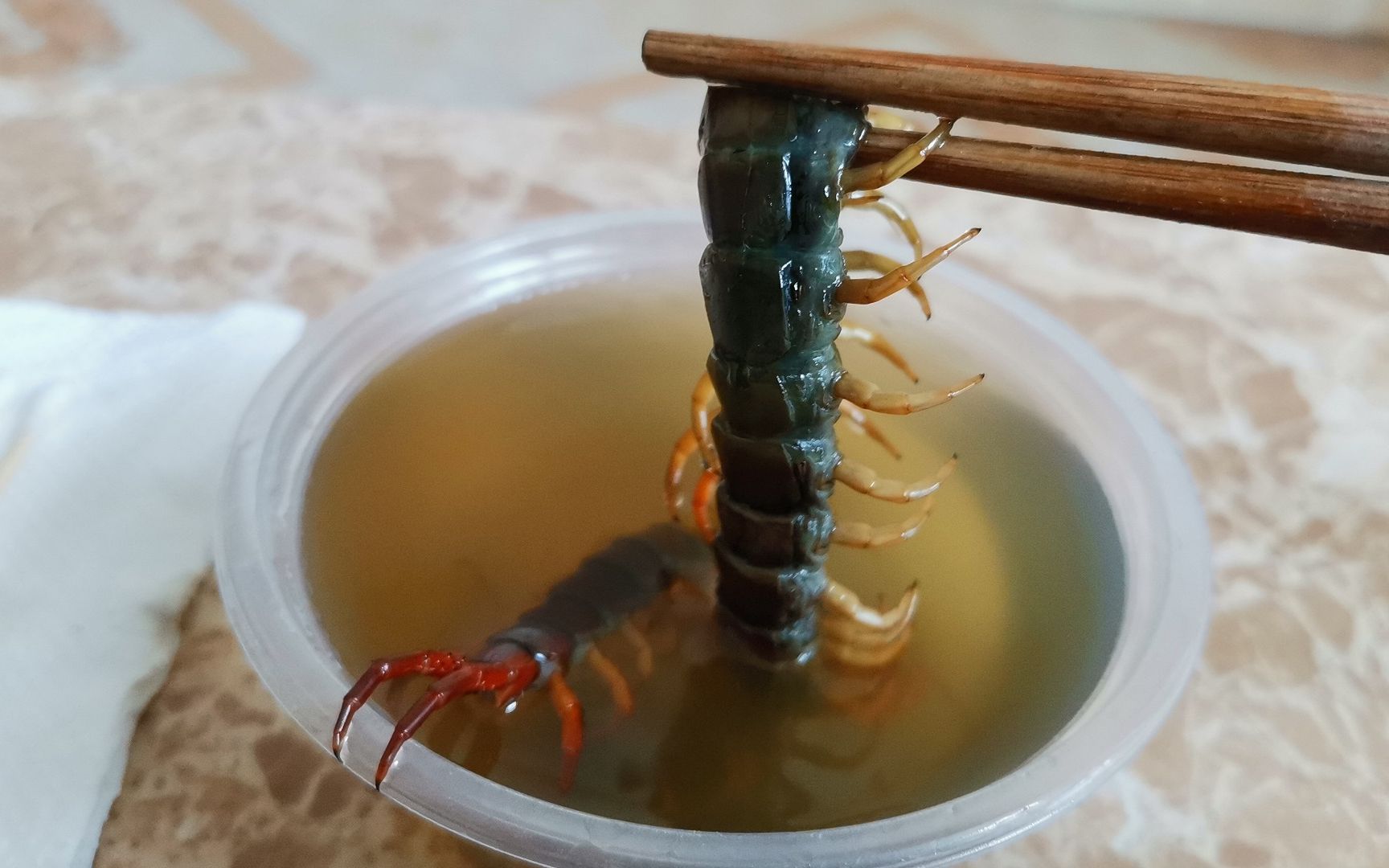 蜈蚣酒的功效(蜈蚣酒:中草药酿制,祛风除湿,缓解疼痛)