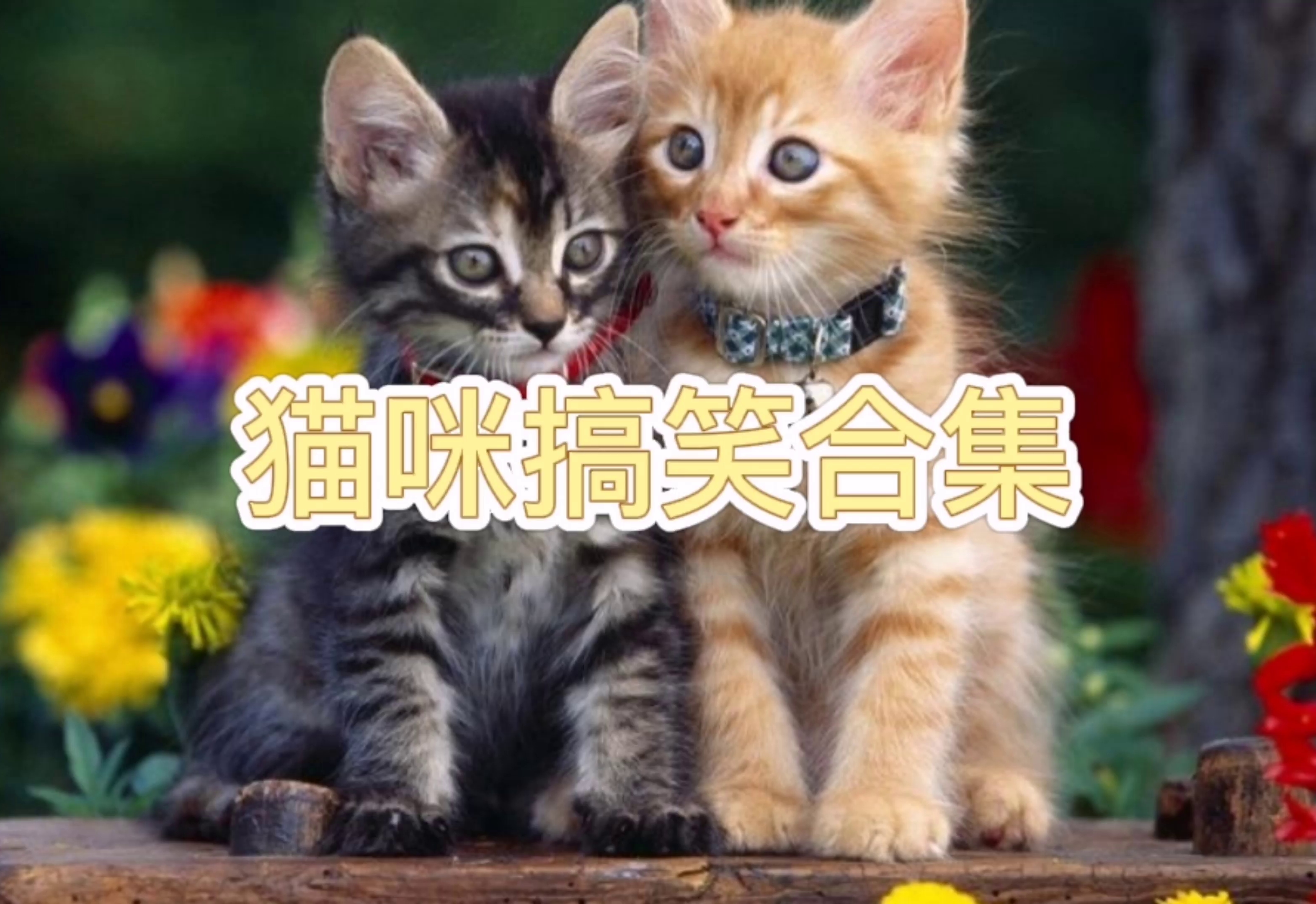 猫咪合集,撸猫,有趣的猫视频哔哩哔哩bilibili