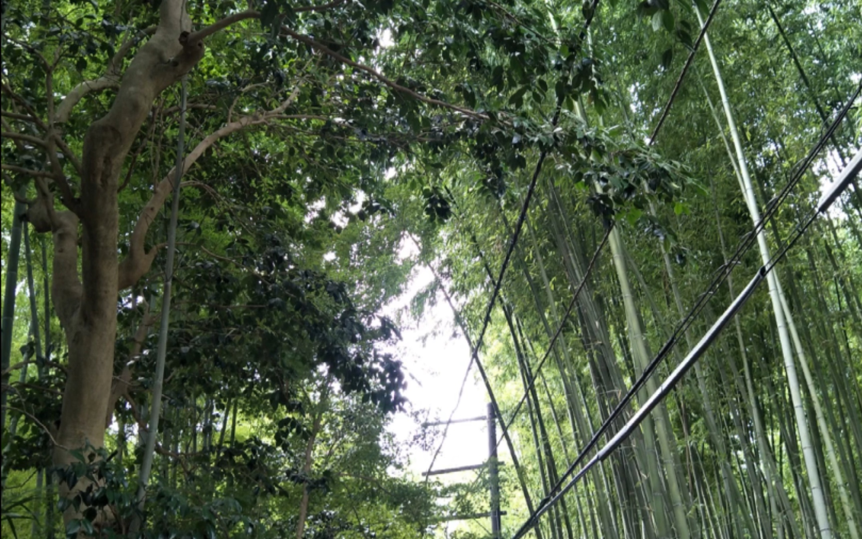 日本生活小回忆:京都岚山嵯峨野竹林小径